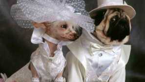 Svatby domácí mazlíčci: milujte všechny podání